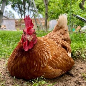 Meet your Posher, Jasmine